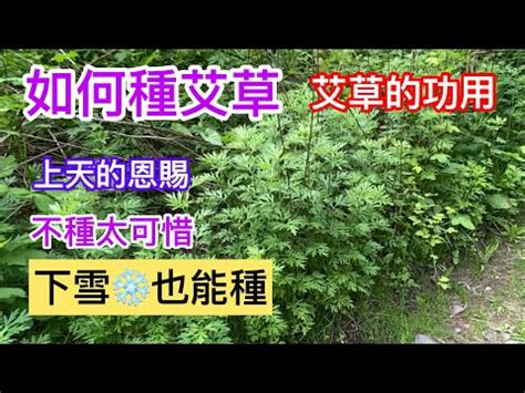 艾草風水|艾草種植禁忌須知：避免虛弱，及時更換 